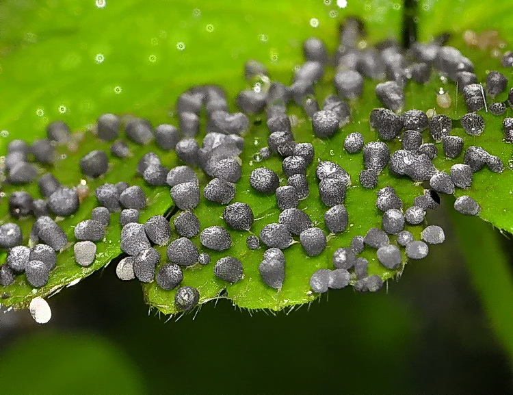 Physarum sp. ?